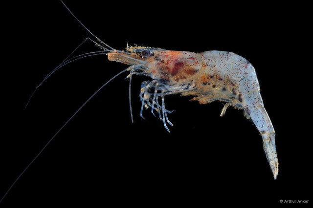 Caridina propinqua