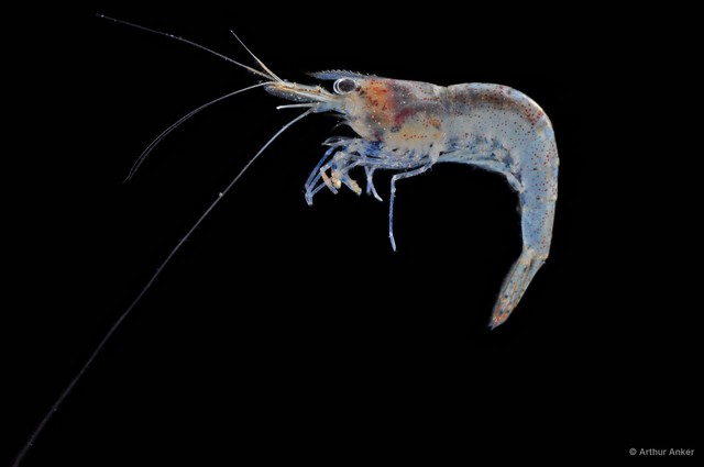 Caridina propinqua