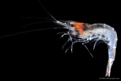 Caridina propinqua • © CMBS photography team • All Rights Reserved