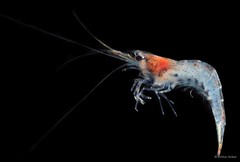 Caridina propinqua • © Arthur Anker • All Rights Reserved