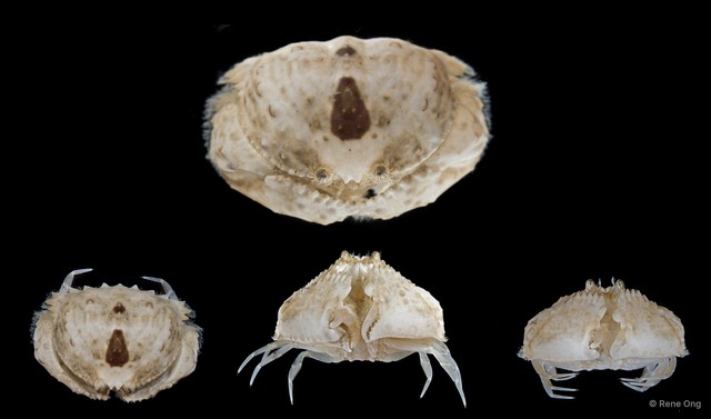 Calappidae sp. "SEA-5711" • © Rene Ong • All Rights Reserved
