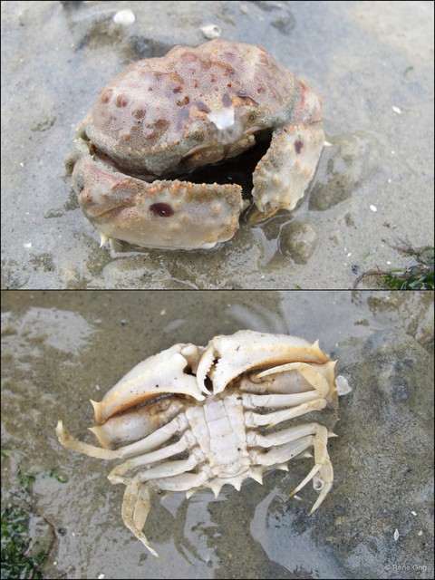 Calappa philargius