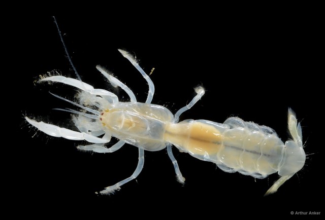 Aqaballianassa brevirostris • © Arthur Anker • All Rights Reserved