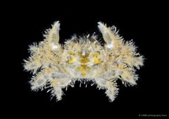 Baruna minuta • © CMBS photography team • All Rights Reserved