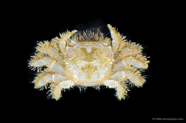Baruna minuta