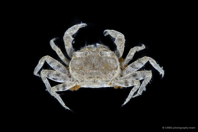Cleistostoma sp. "8910b103" • © CMBS photography team • All Rights Reserved
