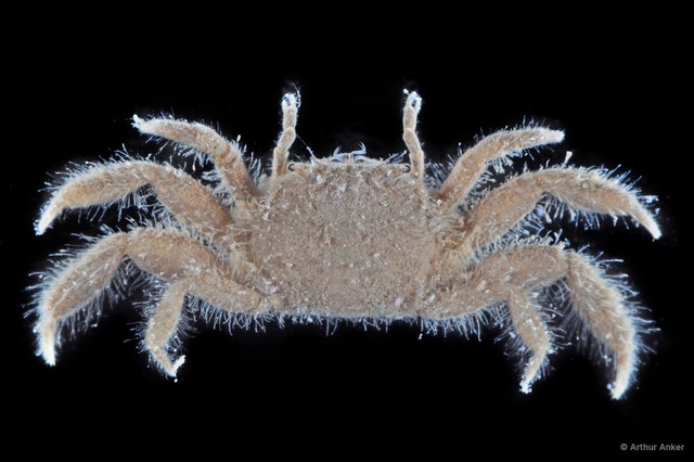 Ilyogynnis sp. "1" • © Arthur Anker • All Rights Reserved
