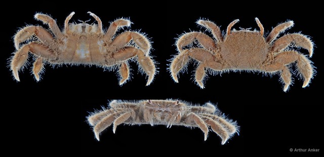 Ilyogynnis sp. "2" • © Arthur Anker • All Rights Reserved
