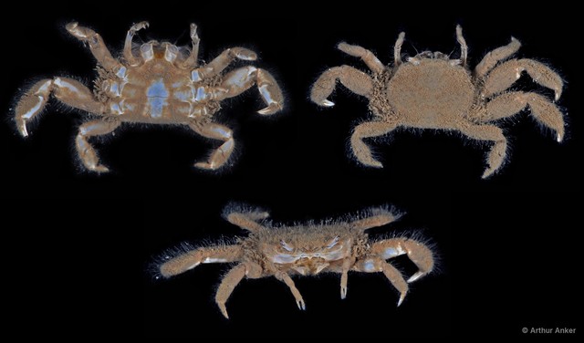 Ilyogynnis microcheirum • © Arthur Anker • All Rights Reserved