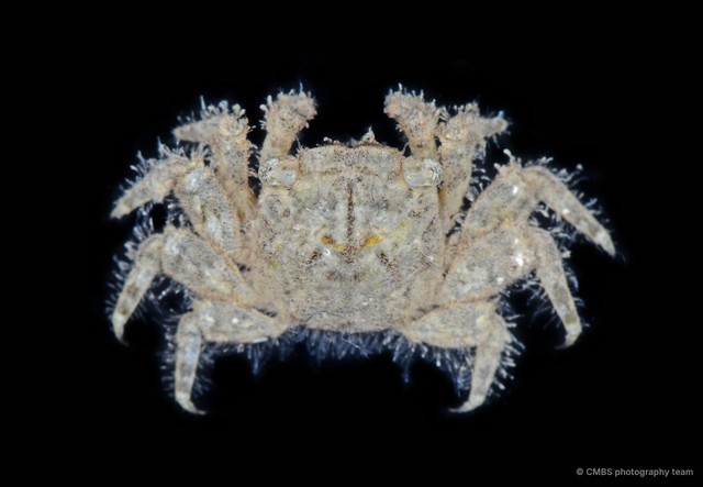 Moguai sp. "1" • © CMBS photography team • All Rights Reserved
