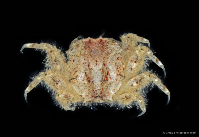 Moguai sp. "2" • © CMBS photography team • All Rights Reserved