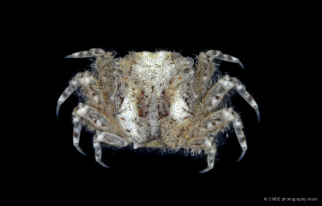 Moguai sp. "3" • © CMBS photography team • All Rights Reserved