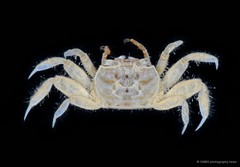 Paracleistostoma sp. "1"