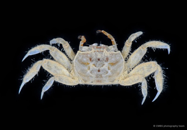 Paracleistostoma sp. "1" • © CMBS photography team • All Rights Reserved