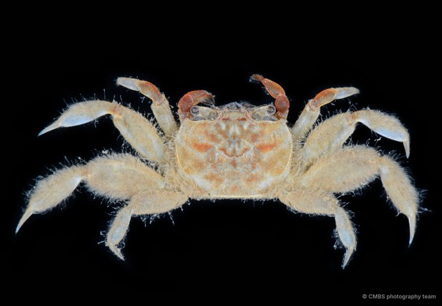 Paracleistostoma sp. "2" • © CMBS photography team • All Rights Reserved