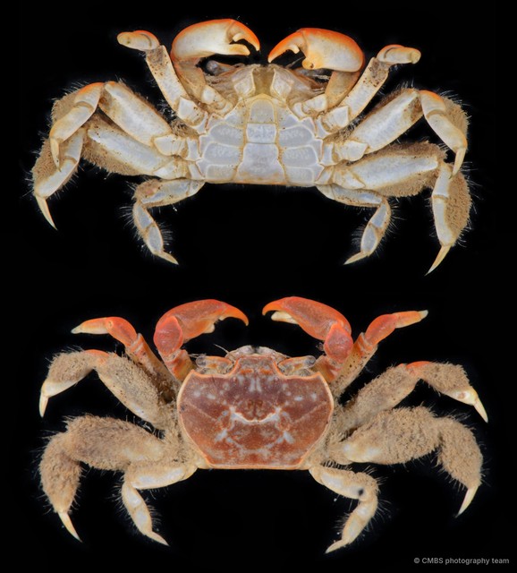 Paracleistostoma sp. "3" • © CMBS photography team • All Rights Reserved