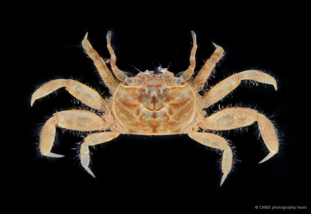 Paracleistostoma sp. "4" • © CMBS photography team • All Rights Reserved
