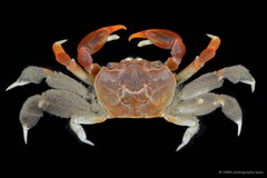 Paracleistostoma depressum