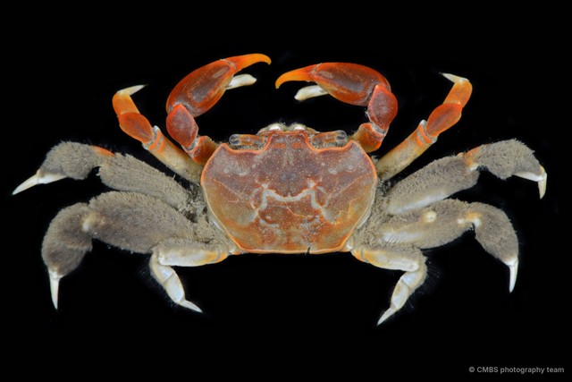 Paracleistostoma depressum • © CMBS photography team • All Rights Reserved