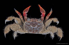 Paracleistostoma depressum • © CMBS photography team • All Rights Reserved