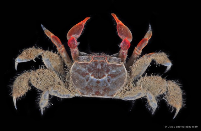Paracleistostoma depressum