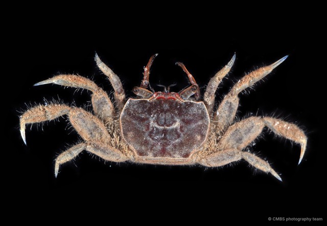 Paracleistostoma depressum