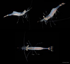 Chlorotocella gracilis • © Arthur Anker • All Rights Reserved