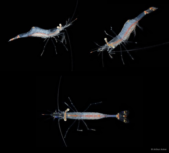 Chlorotocella gracilis • © Arthur Anker • All Rights Reserved