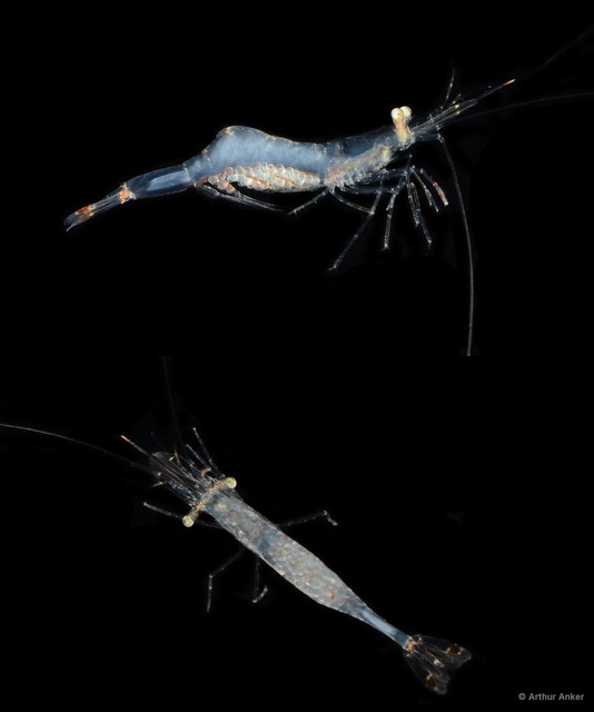 Chlorotocella gracilis