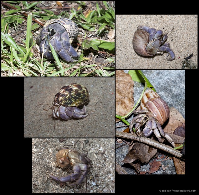 Coenobita sp. "5267e6c7" • © Ria Tan • All Rights Reserved