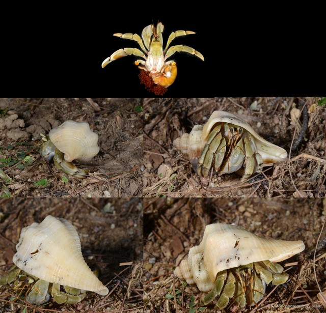 Coenobita lila