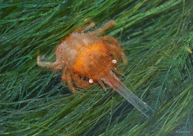 Corystidae sp. "bfe8d4e9" • © Rene Ong • All Rights Reserved