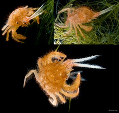 Gomeza bicornis • © Rene Ong • All Rights Reserved
