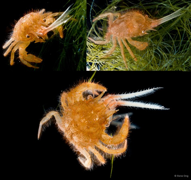 Gomeza bicornis