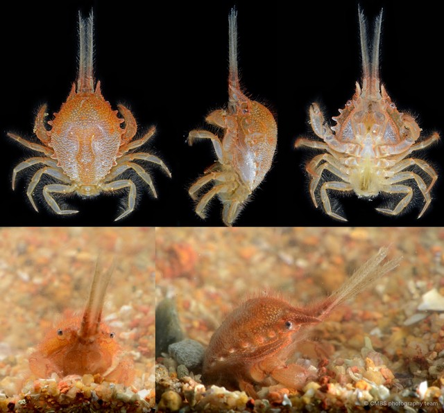 Gomeza bicornis