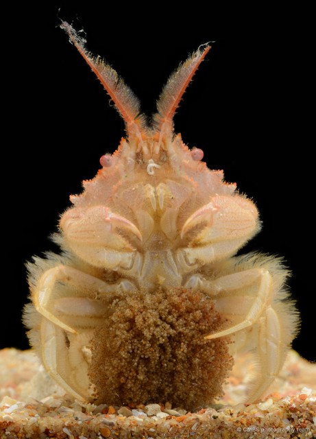Gomeza bicornis