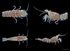 Pontocaris arafurae • © Arthur Anker • All Rights Reserved
