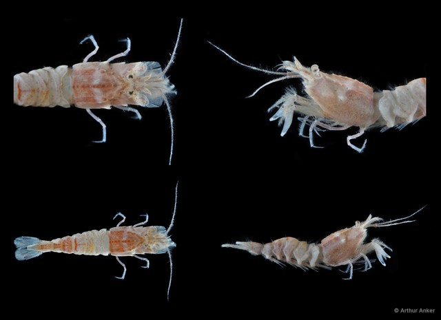 Pontocaris arafurae • © Arthur Anker • All Rights Reserved
