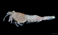 Pontocaris arafurae • © Arthur Anker • All Rights Reserved