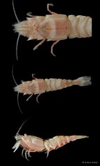 Pontocaris arafurae • © Arthur Anker • All Rights Reserved