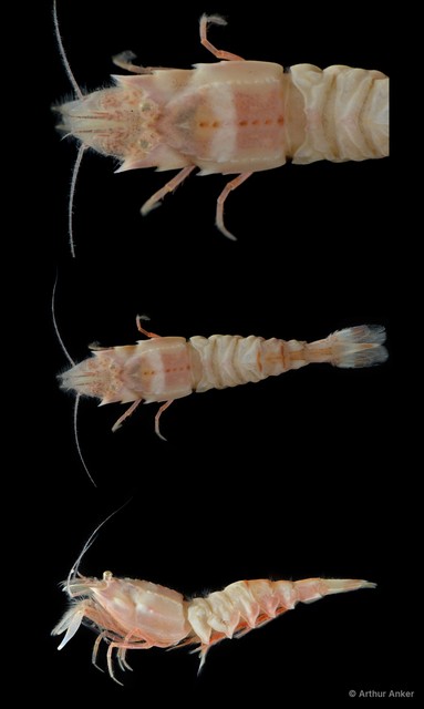 Pontocaris arafurae