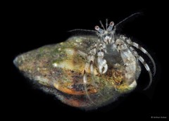 Diogenidae sp. "2"