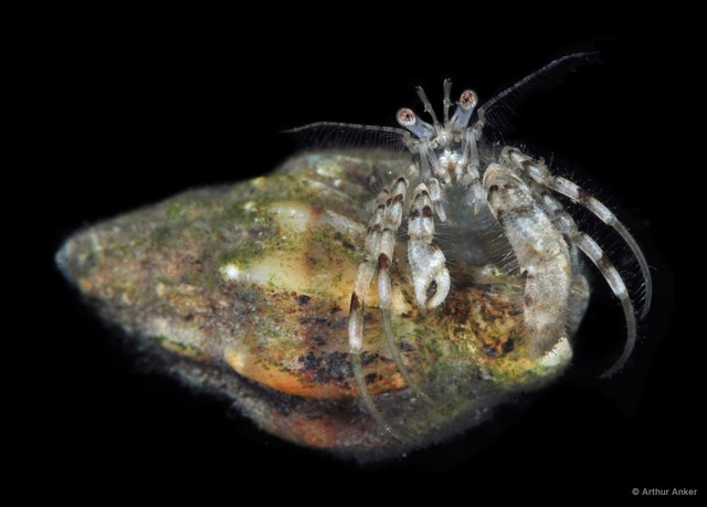 Diogenidae sp. "2" • © Arthur Anker • All Rights Reserved