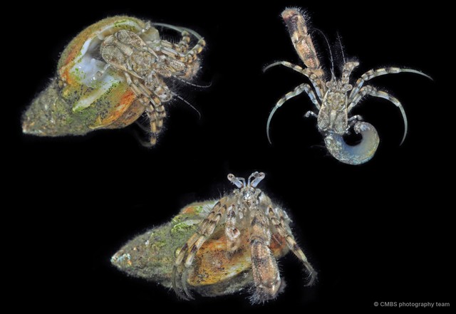 Diogenidae sp. "8910b174" • © CMBS photography team • All Rights Reserved
