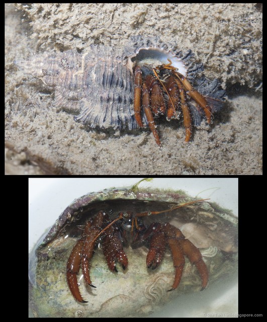 Clibanarius sp. "5267e6c1" • © Ria Tan • All Rights Reserved