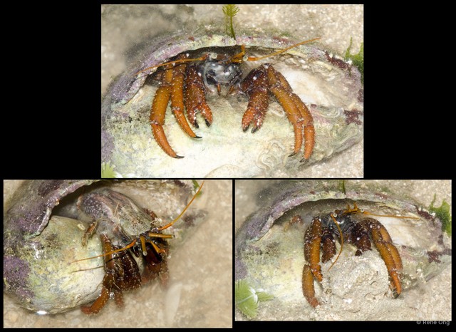 Clibanarius sp. "a7ee53de" • © Rene Ong • All Rights Reserved