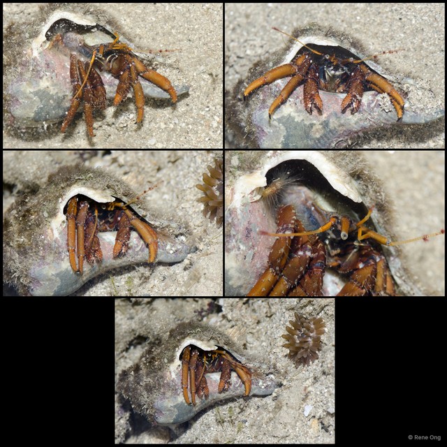 Clibanarius sp. "a7ee53e4" • © Rene Ong • All Rights Reserved