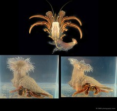 Clibanarius infraspinatus • © CMBS photography team • All Rights Reserved
