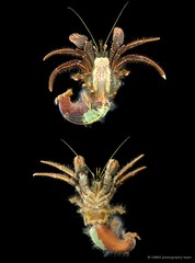 Clibanarius infraspinatus • © CMBS photography team • All Rights Reserved