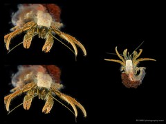 Clibanarius infraspinatus • © CMBS photography team • All Rights Reserved